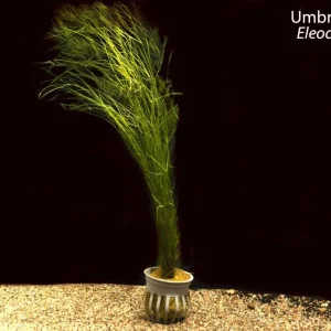 Umbrella Hairgrass (Eleocharis vivipara)
