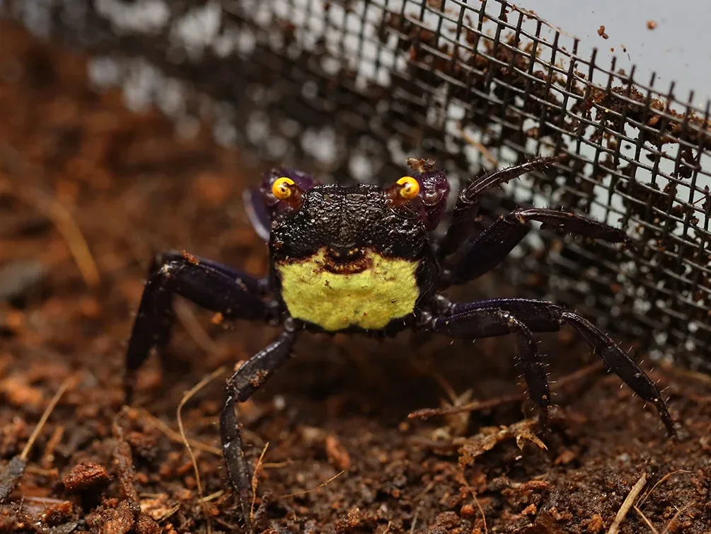 Vampire Crab (Geosesarma dennerle) - Image 2