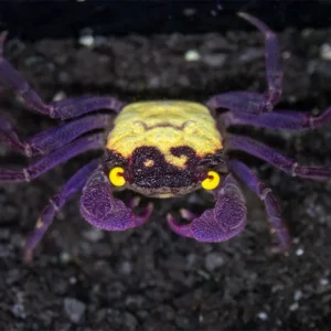 Vampire Crab (Geosesarma dennerle)