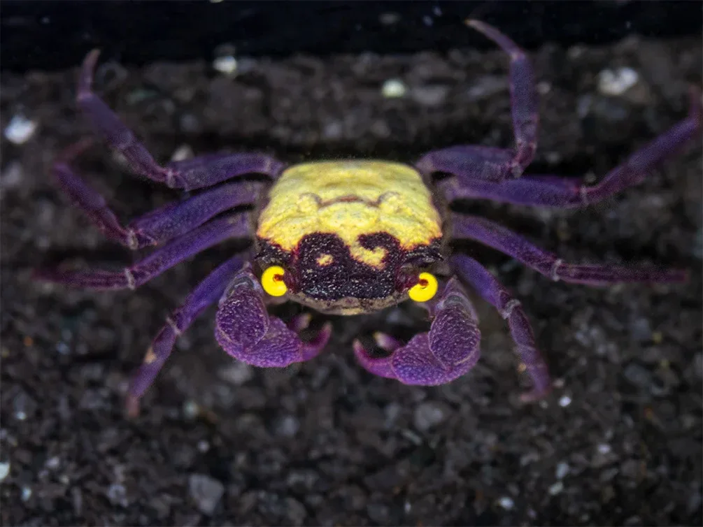 Vampire Crab (Geosesarma dennerle)