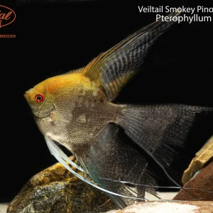Veiltail Smokey Pinoy Angelfish