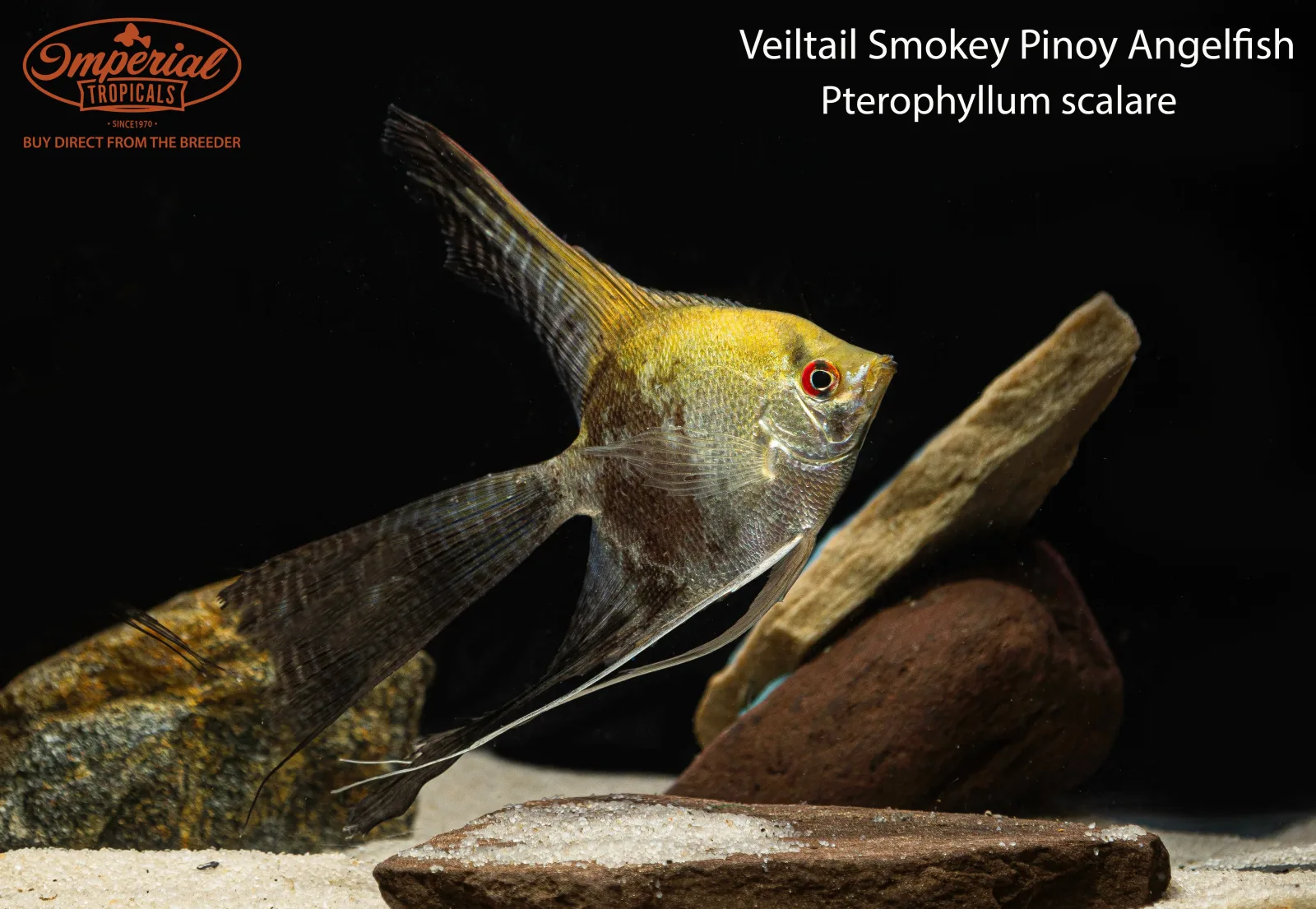 Veiltail Smokey Pinoy Angelfish - Image 2
