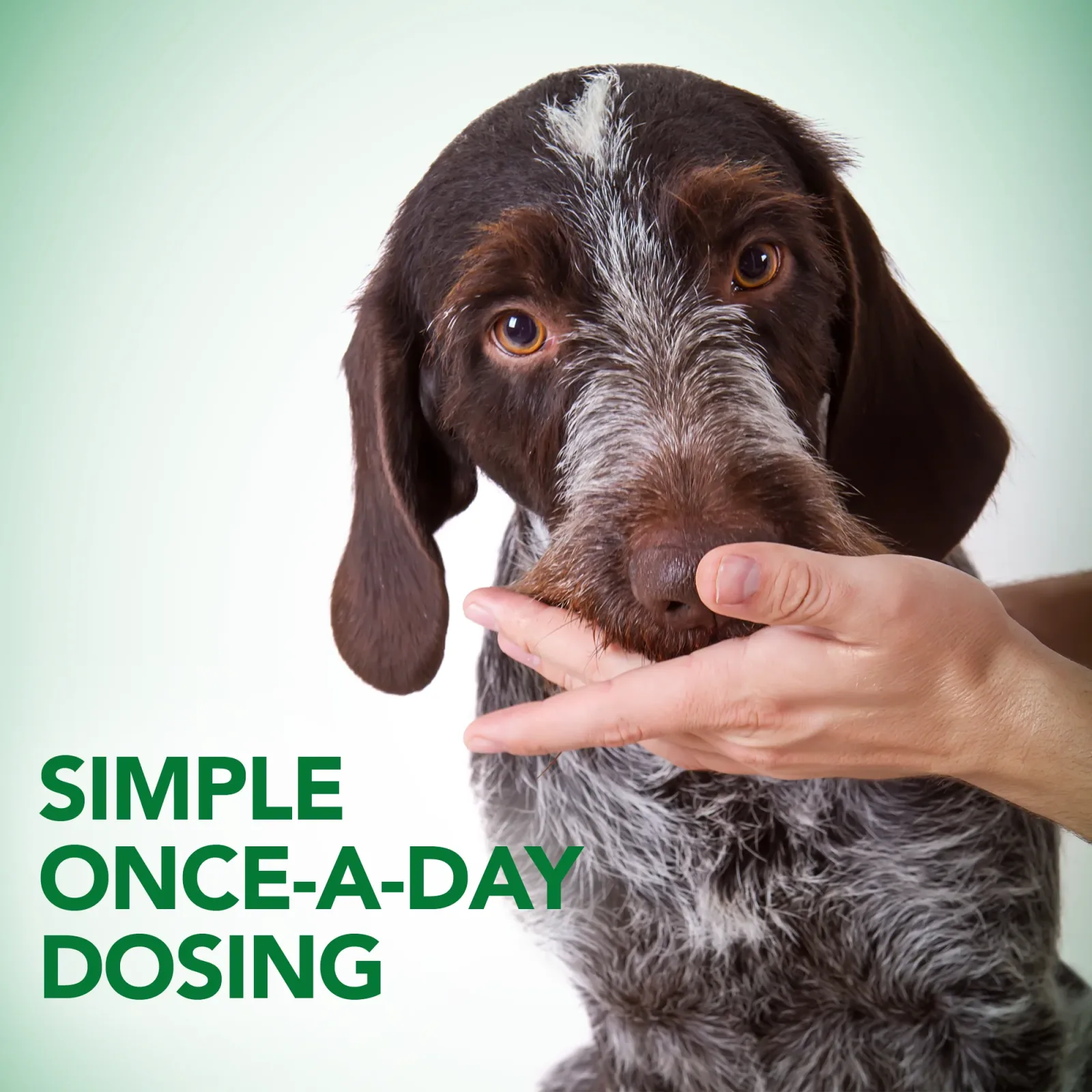Vet's Best Probiotic Soft Chews 30ct - Image 2