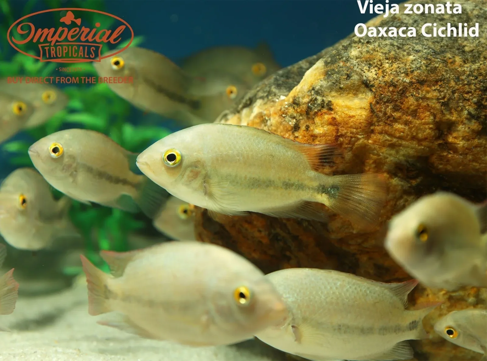 Vieja zonata - Image 2