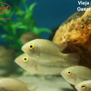 Vieja zonata