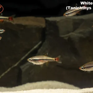Vietnamese Cardinal Minnow