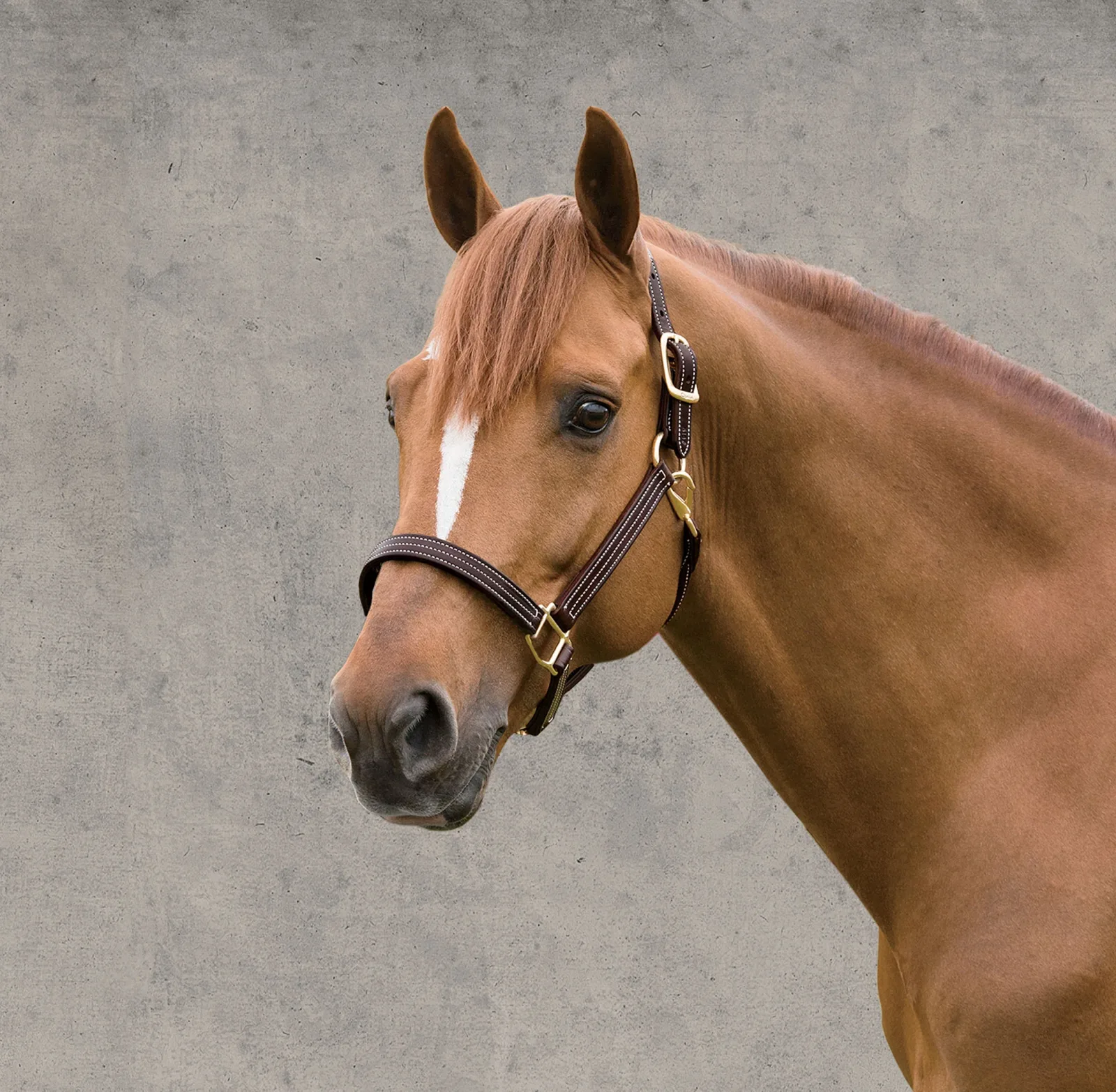 Walsh™ British Triple Stitched Halter - Image 2