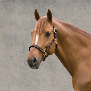 Walsh™ British Triple Stitched Halter