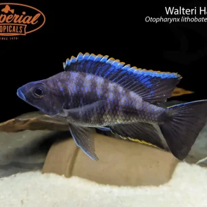 Walteri Hap