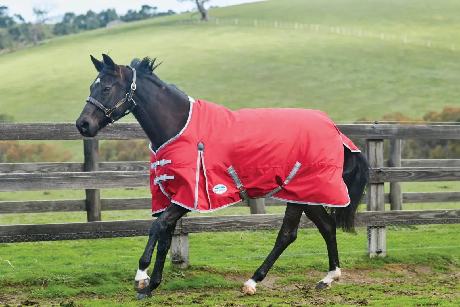 Weatherbeeta ComFiTec Classic Medium Turnout Blanket - Image 2