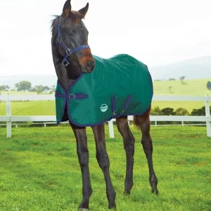 Weatherbeeta ComFiTec Dynamic Standard Foal Med
