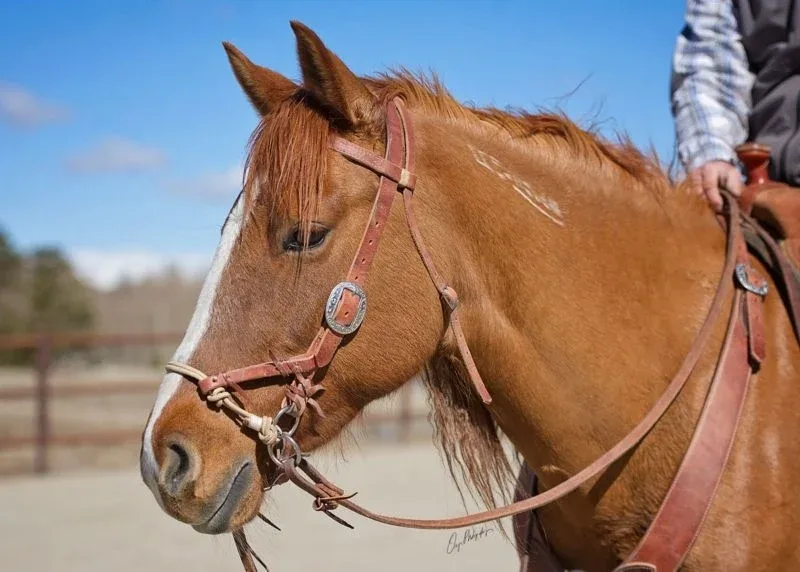 Weaver Justin Dunn Bitless Bridle - Image 2