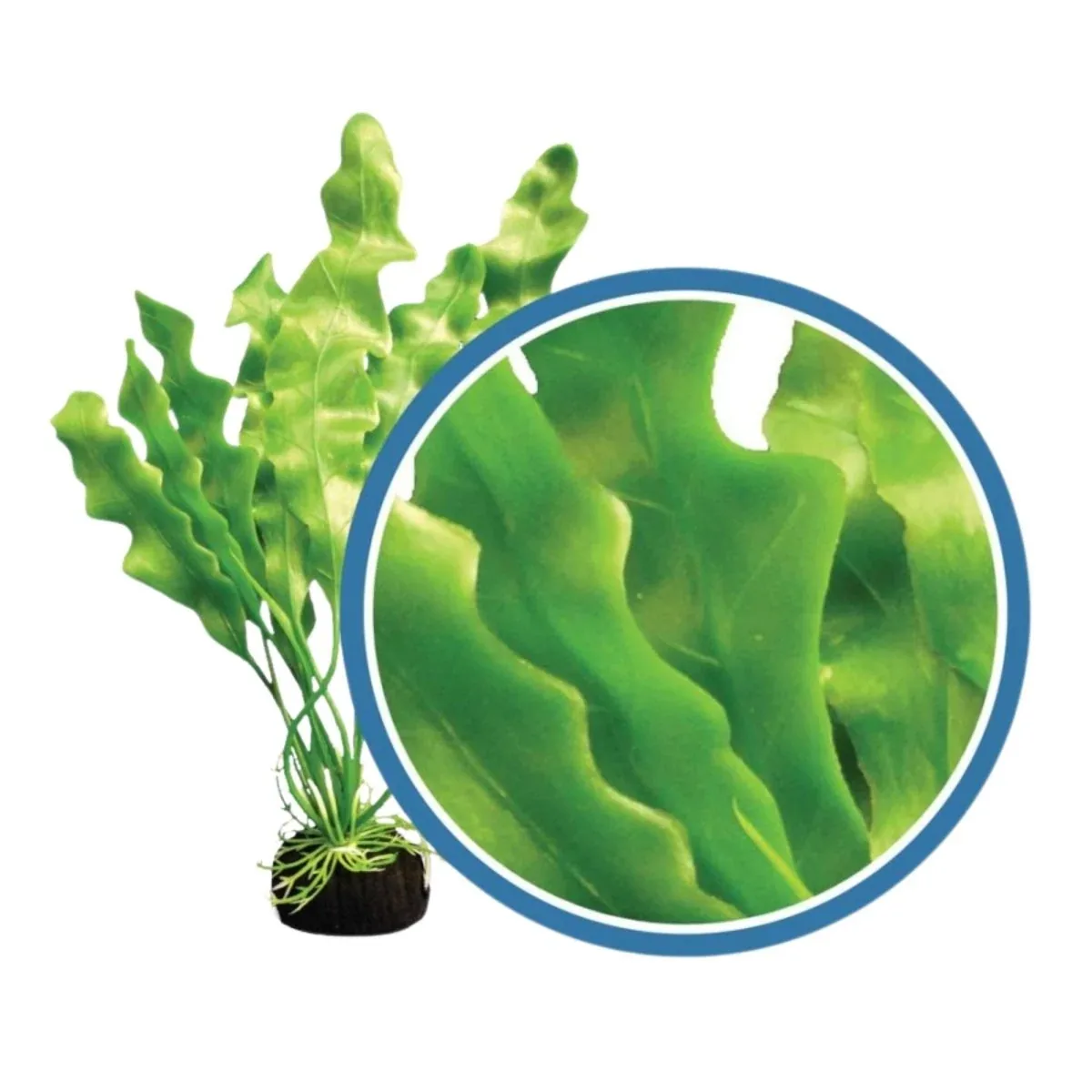 Weco Products Freshwater Pro Series Amazon Ruffled Sword Aquarium Plant, Green, 18 in