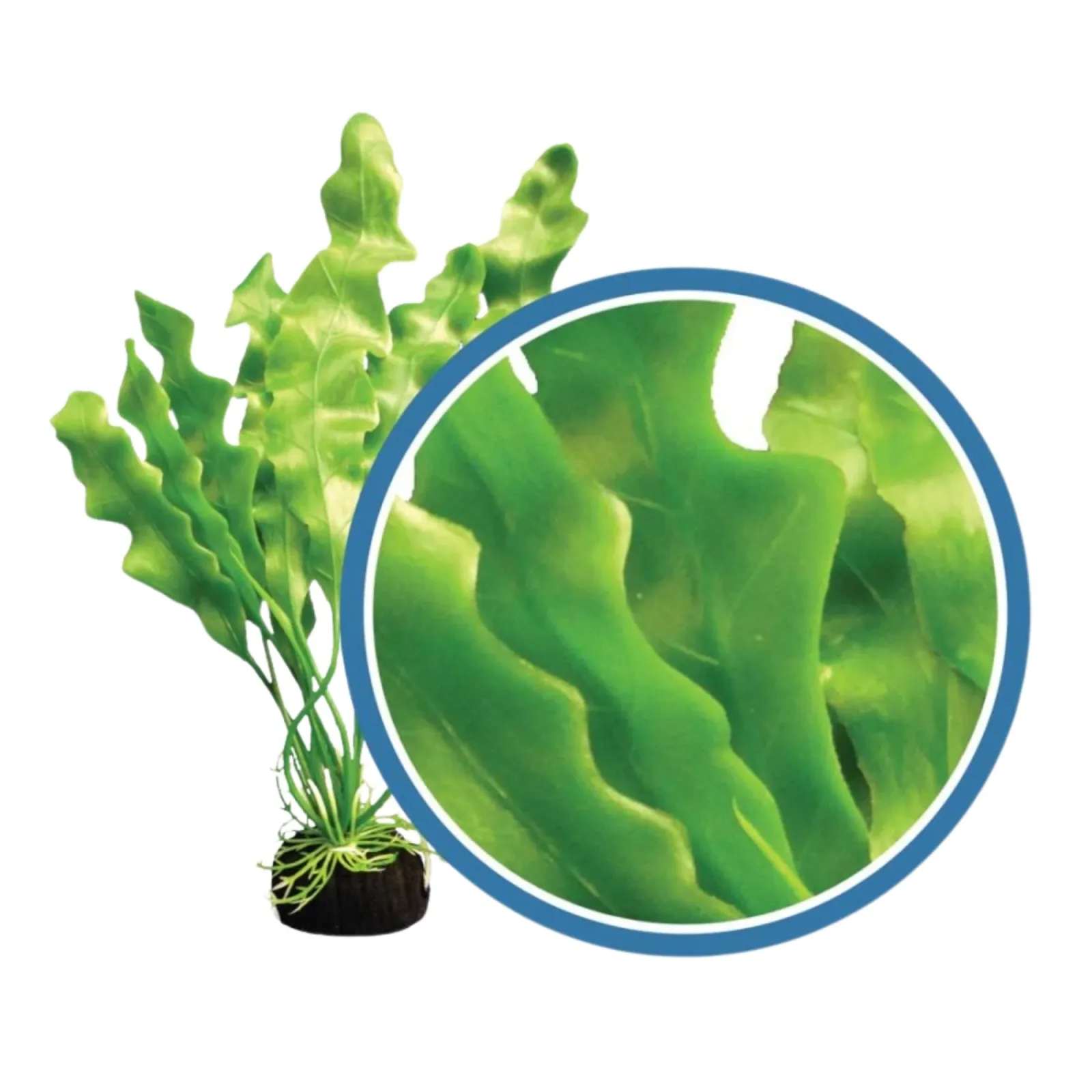 Weco Products Freshwater Pro Series Amazon Ruffled Sword Aquarium Plant, Green, 24 in