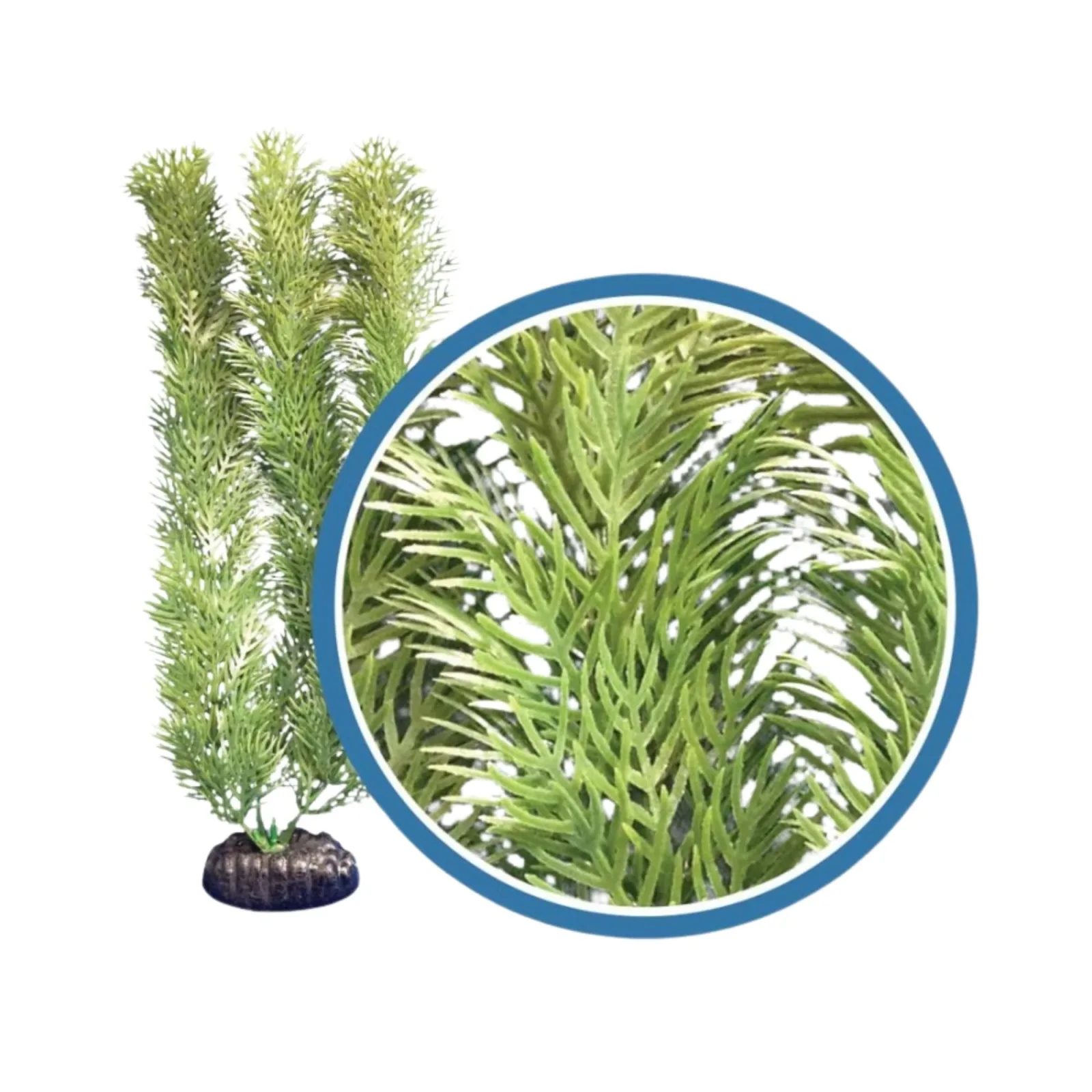 Weco Products Freshwater Pro Series Cabomba Aquarium Plant, Green, 12 in