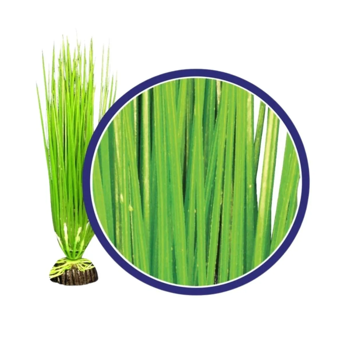 Weco Products Freshwater Series Asian Hairgrass Aquarium Plant, Green, 6 in