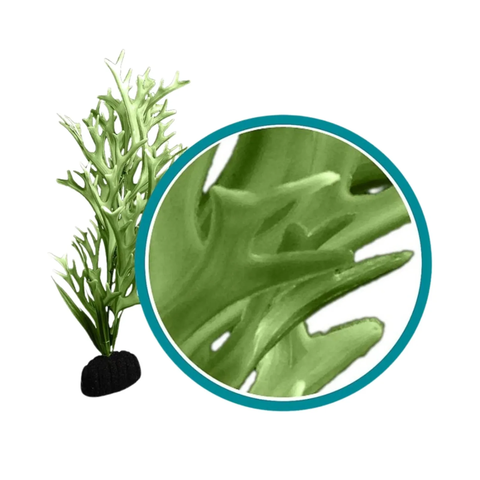 Weco Products Marine Pro Series Giant Kelp Aquarium Plant Green, 24 in, Giant