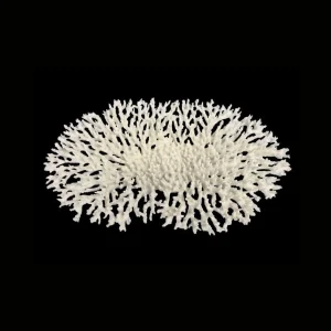 Weco Products South Pacific Coral Oval Tabletop Ornament White, Large