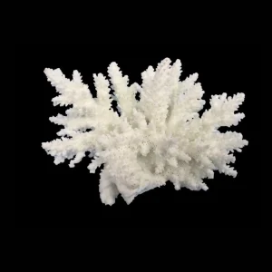 Weco Products South Pacific Coral Spiny Acorapora Ornament White, Small