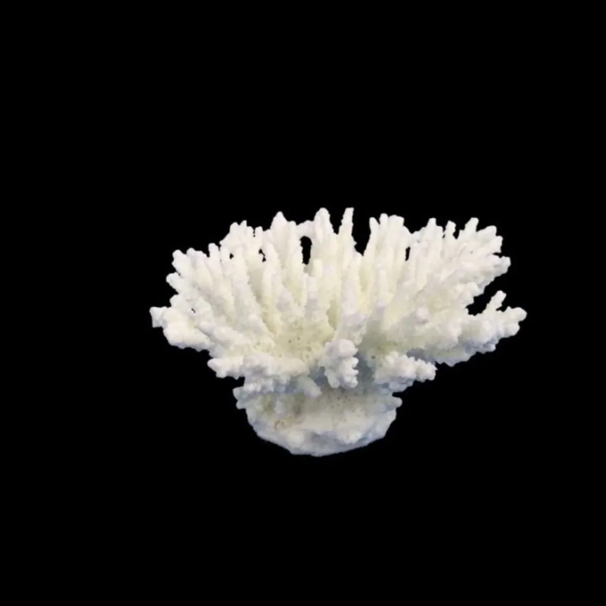 Weco Products South Pacific Coral Tabletop Ornament White, X-Small