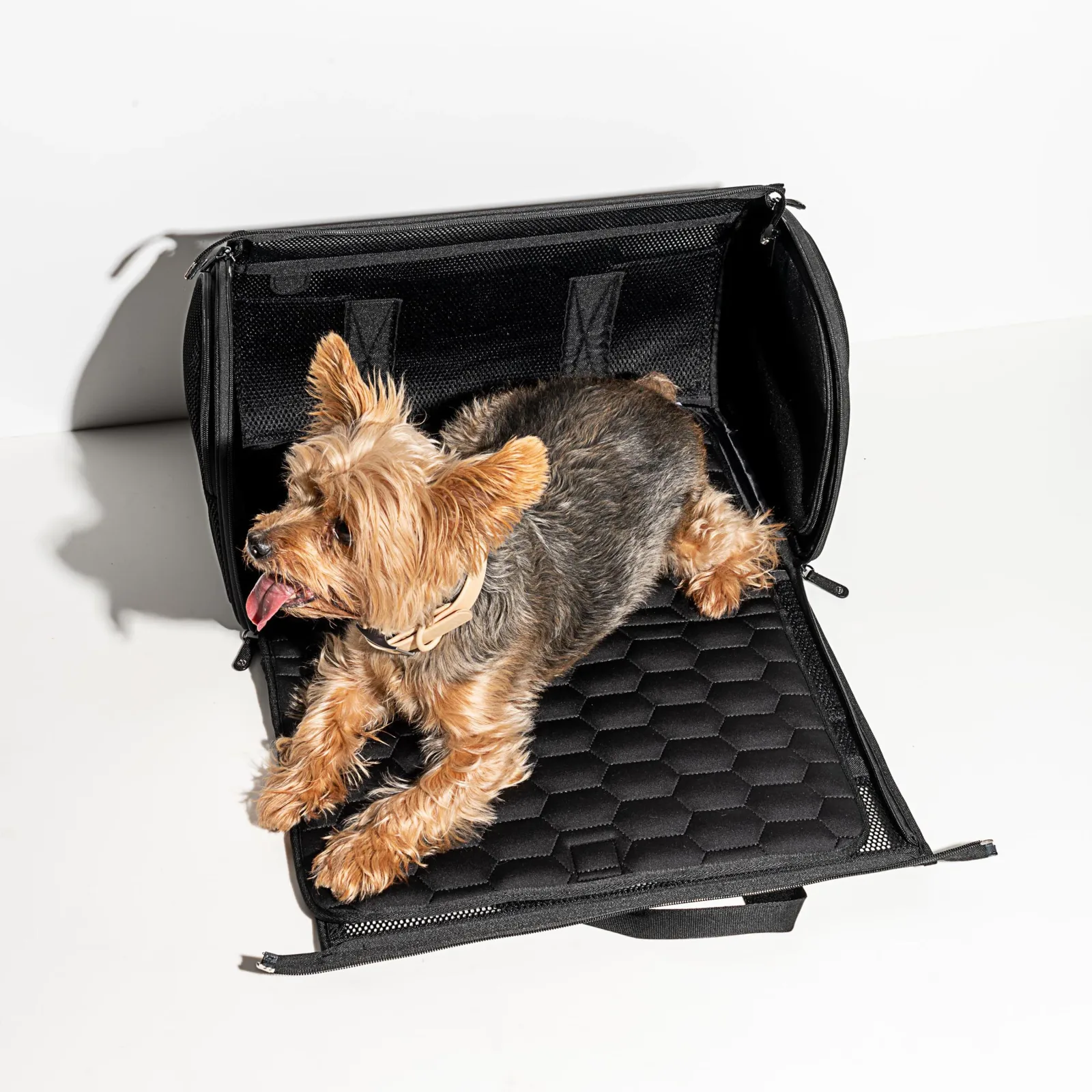 Wild One Black TSA Travel Carrier for Dogs - Image 2
