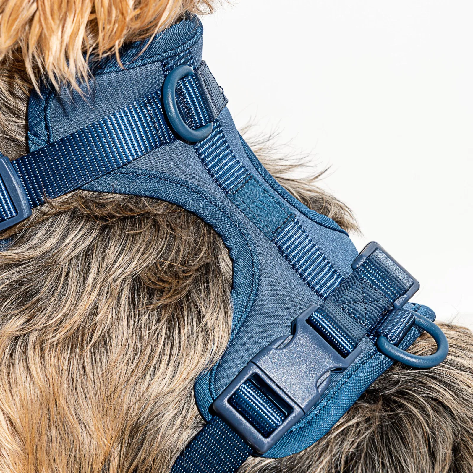 Wild One Dog Harness - Blue - Image 2