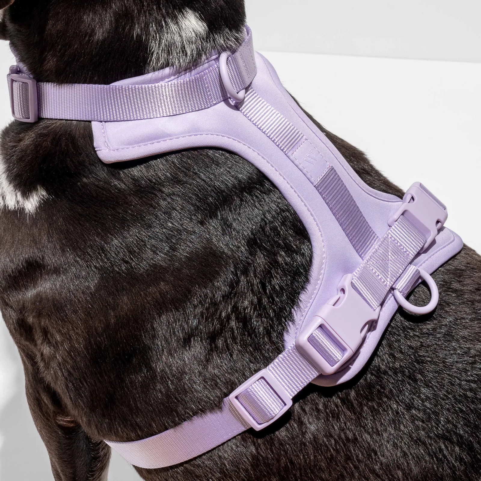 Wild One Dog Harness -Lilac - Image 2