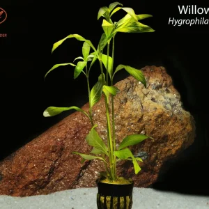 Willow Hygro