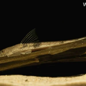 Wizard Whiptail