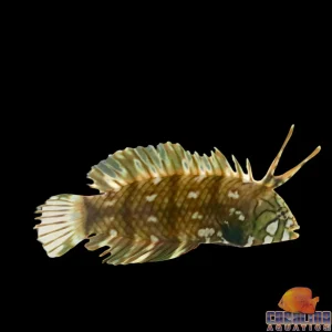 Wrasse - Dragon Juv
