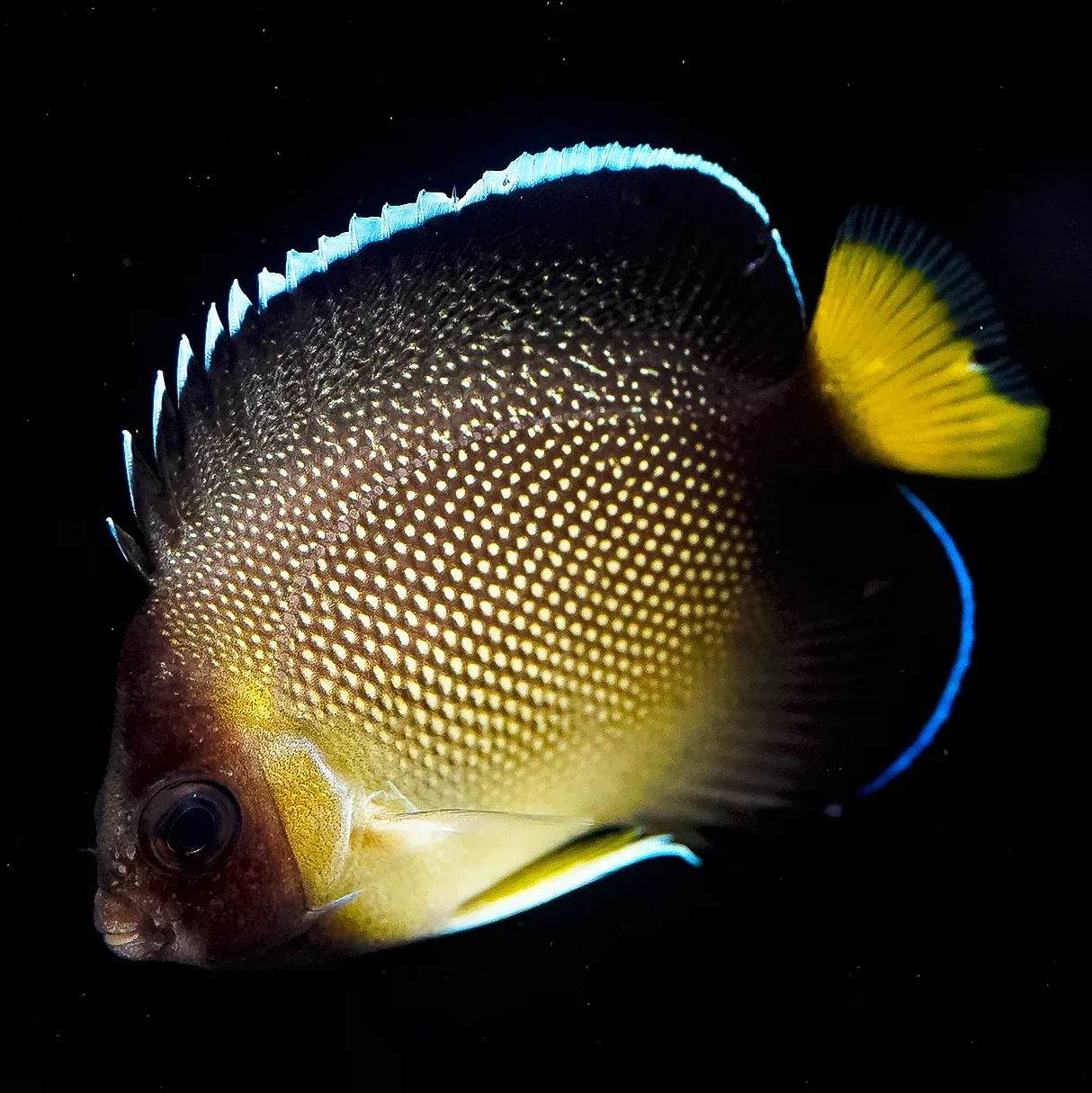 Xanthurus Cream Angelfish 2" WYSIWYG