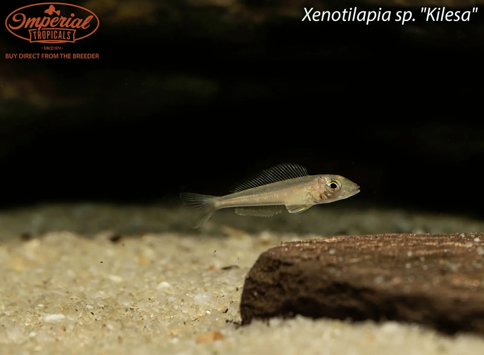 Xenotilapia sp. "Kilesa" - Image 2