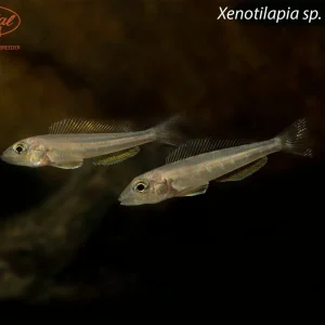 Xenotilapia sp. "Kilesa"