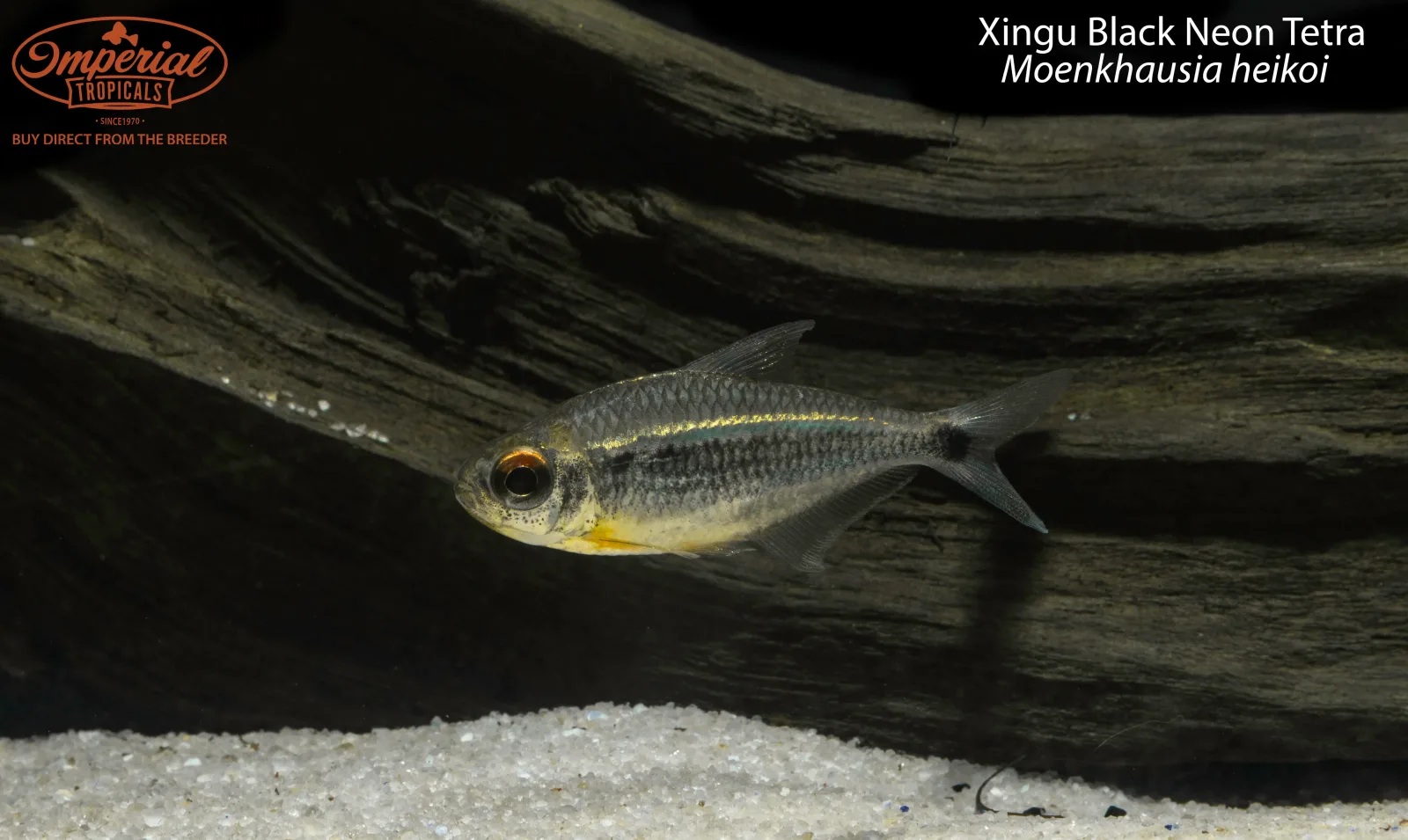 Xingu Black Neon Tetra - Image 2