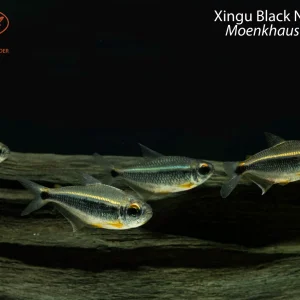 Xingu Black Neon Tetra
