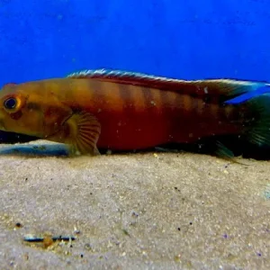 Xingu III Pike