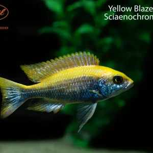 Yellow Blaze Iceberg