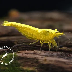 Yellow Eye (YE) Golden back Neocaridina Shrimp – Bred by Aquatic Arts