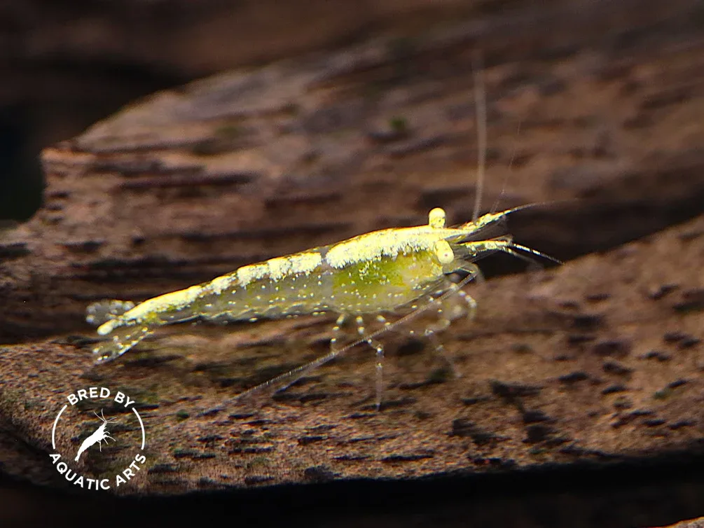 Yellow Eye (YE) Golden back Neocaridina Shrimp – Bred by Aquatic Arts - Image 2