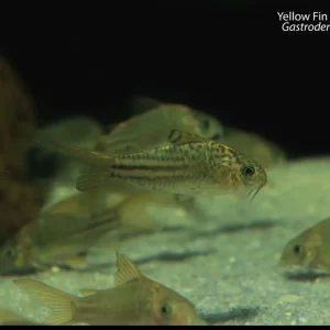 Yellow Fin Gastrodermus (Gastrodermus sp. (C123))