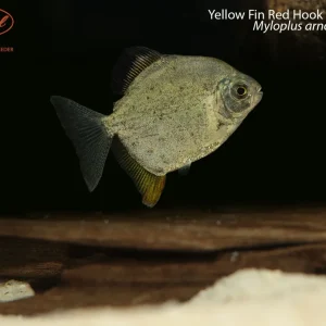 Yellow Fin Red Hook Silver Dollar