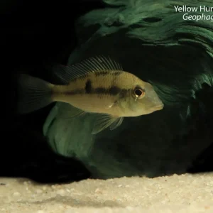 Yellow Hump Geophagus (Geophagus pellegrini)