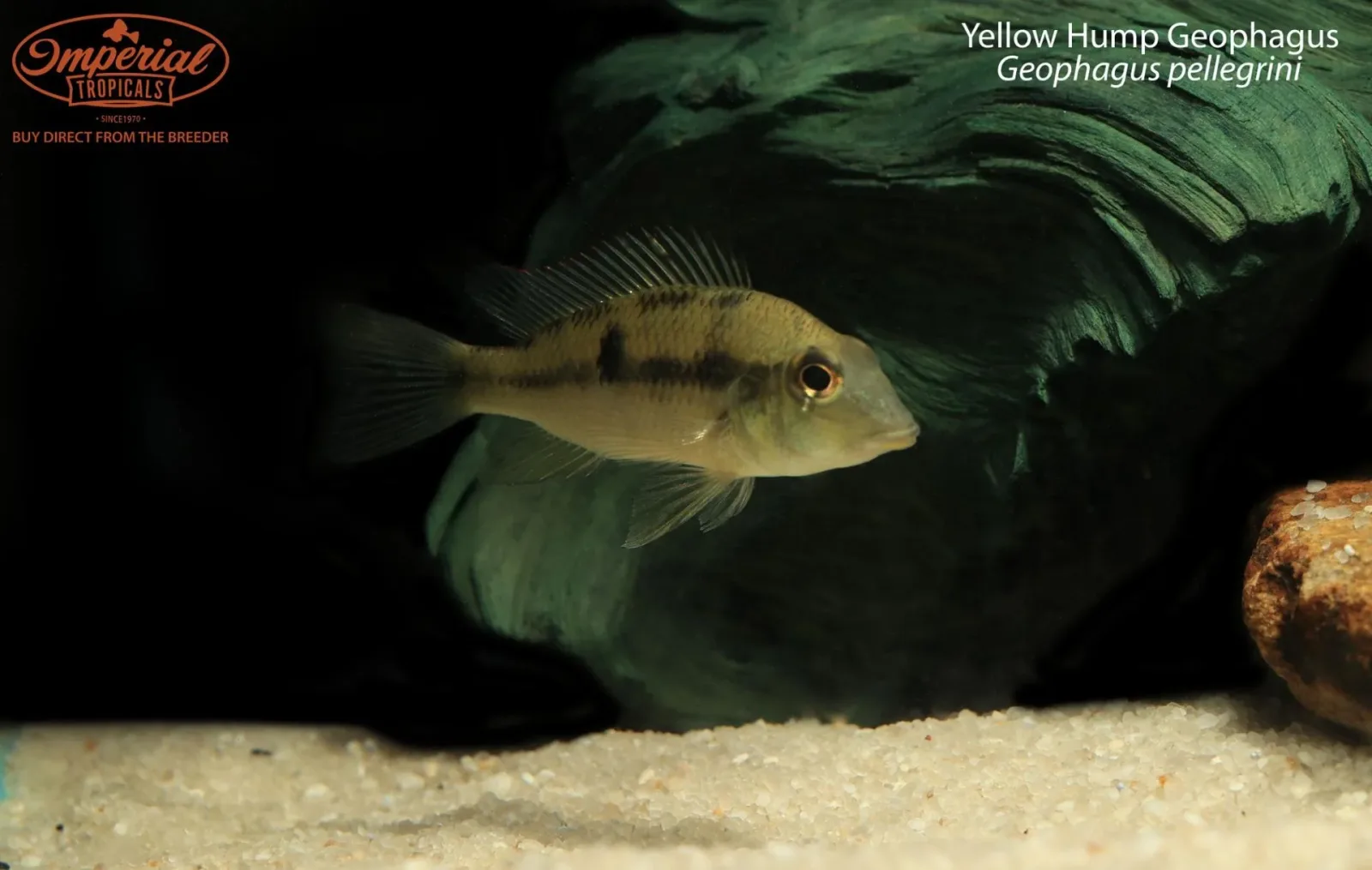 Yellow Hump Geophagus (Geophagus pellegrini)
