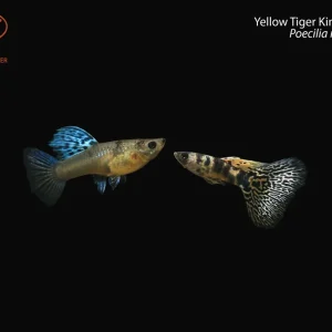 Yellow Tiger King Cobra Guppy (Poecilia reticulata)