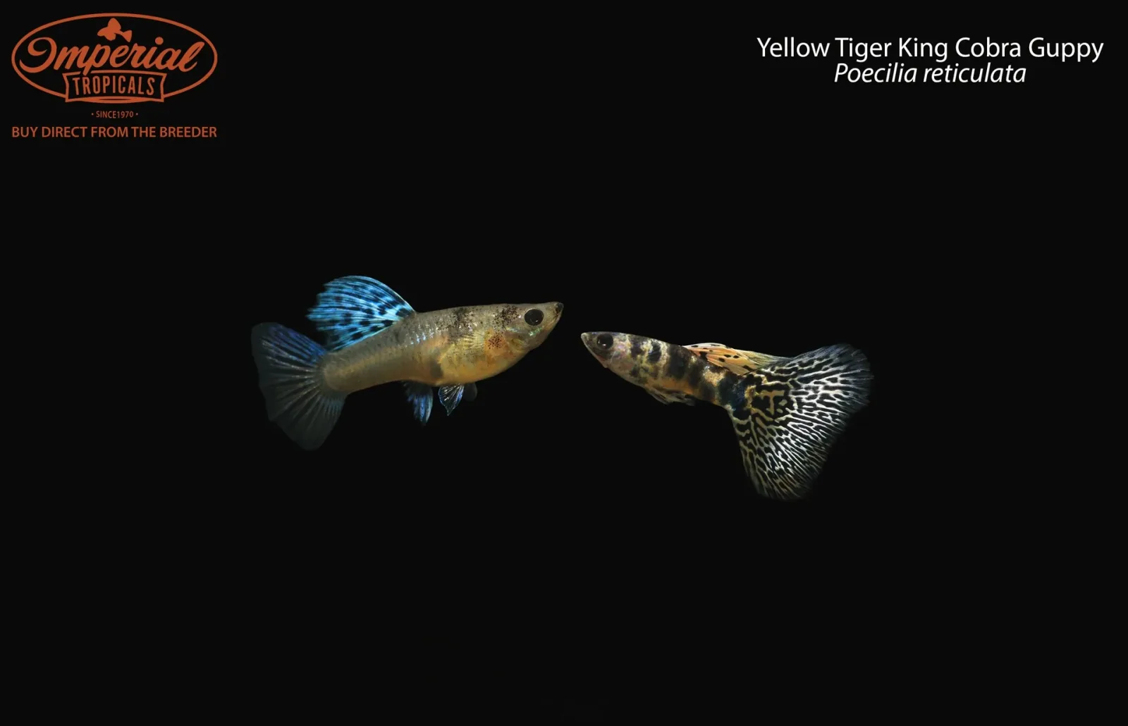 Yellow Tiger King Cobra Guppy (Poecilia reticulata)