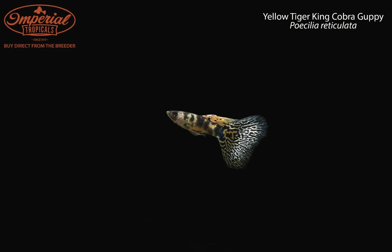 Yellow Tiger King Cobra Guppy (Poecilia reticulata) - Image 2