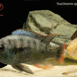 Yssichromis sp. ‘Blue Tipped’