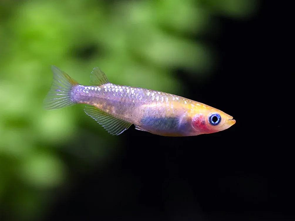 Yurishisu Medaka Ricefish (Oryzias latipes 'Yurishisu') – Tank Bred - Image 2