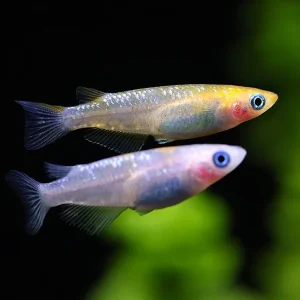 Yurishisu Medaka Ricefish (Oryzias latipes 'Yurishisu') – Tank Bred