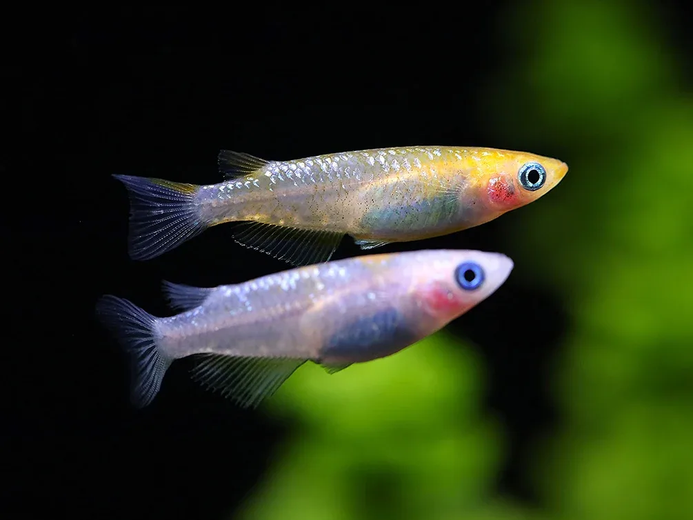 Yurishisu Medaka Ricefish (Oryzias latipes 'Yurishisu') – Tank Bred